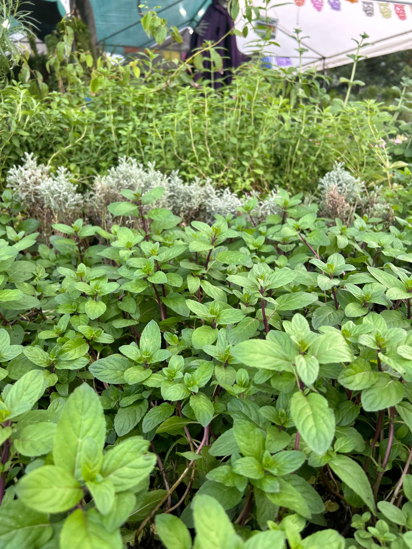 Menta en Vivero Girasoles, foto 2