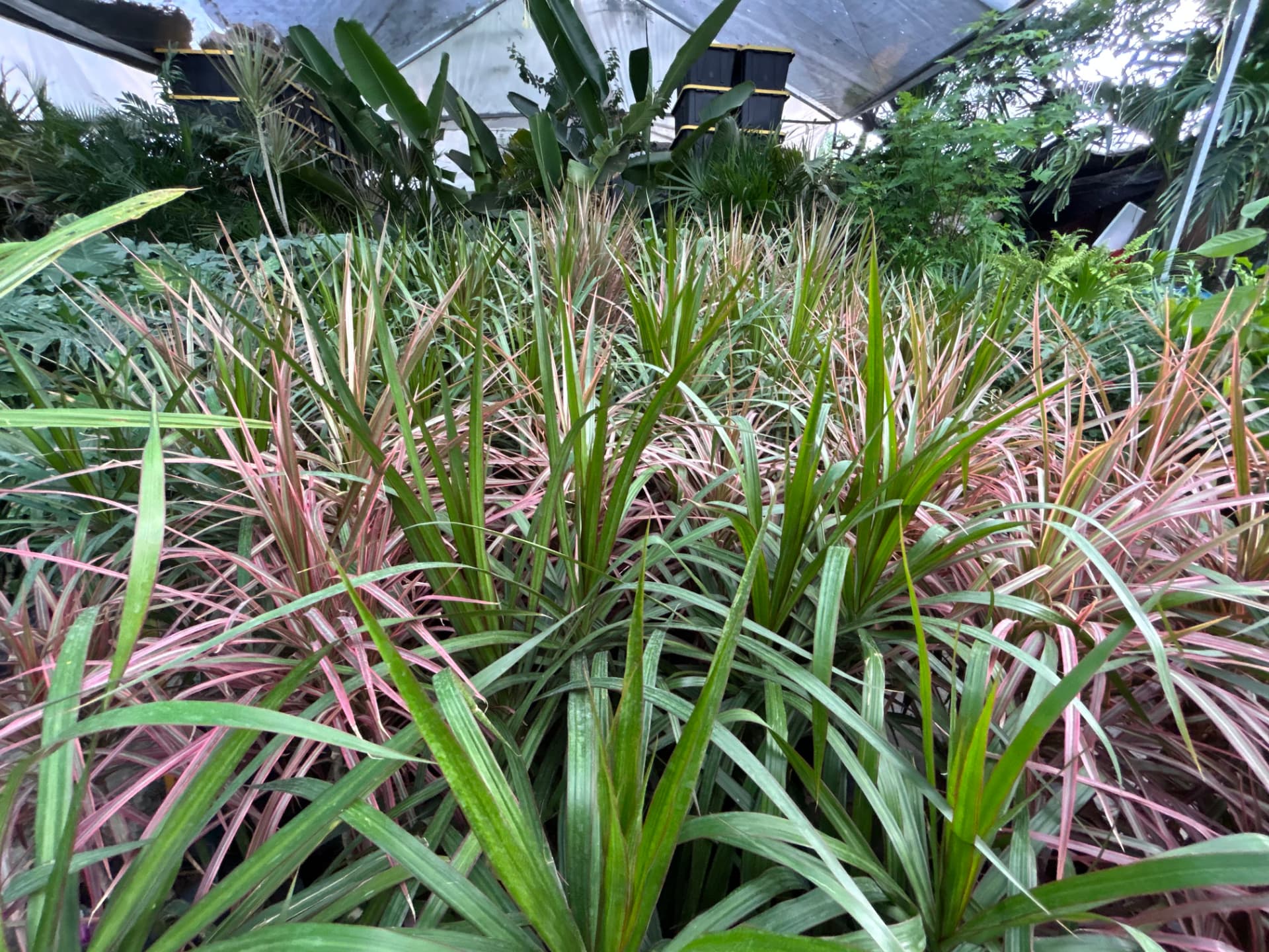 Drácena marginata o tricolor en Vivero Girasoles, foto 1