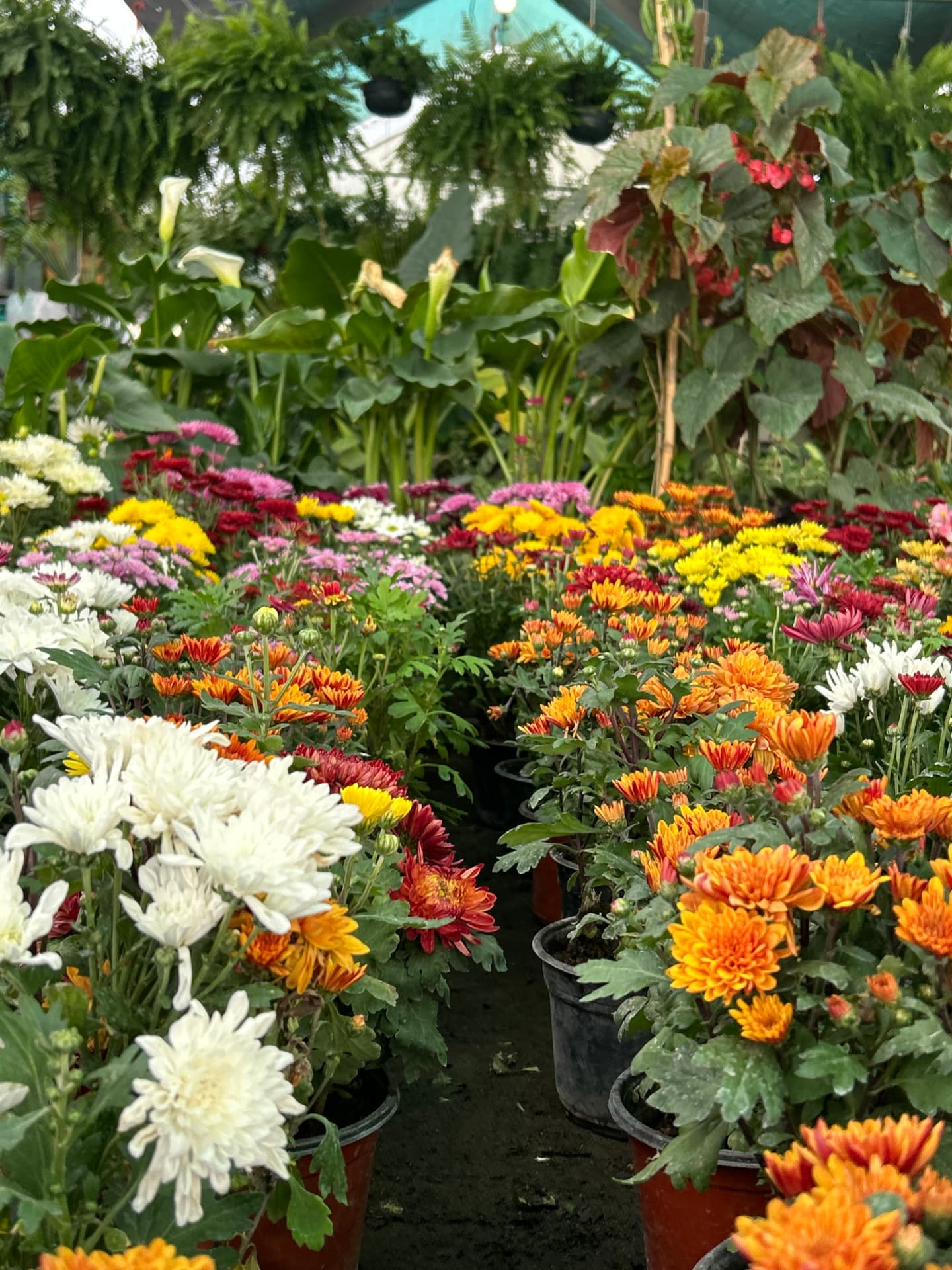 Crisantemos pequeños en Vivero Girasoles, foto 2