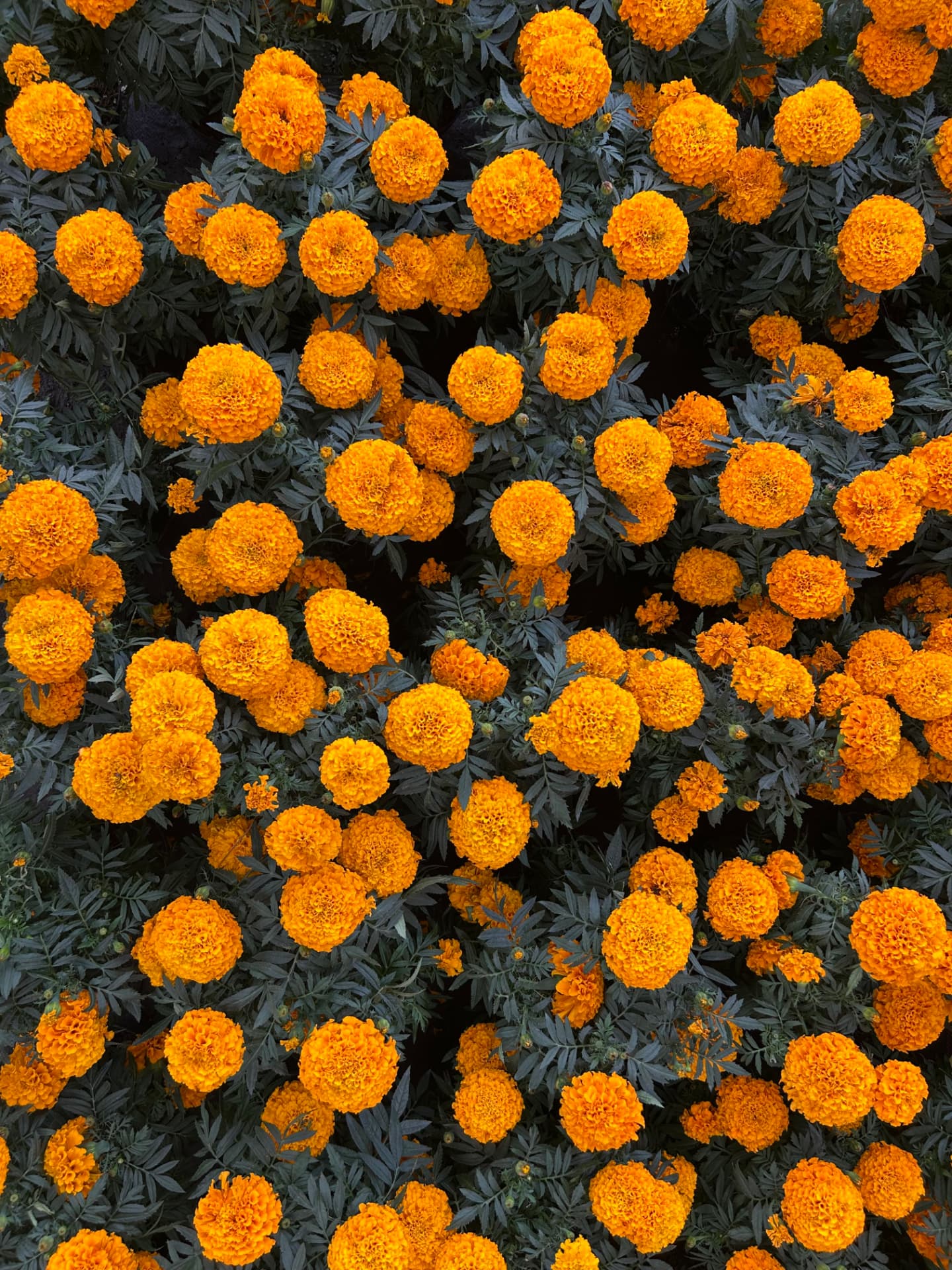 Cempasúchil en Vivero Girasoles, foto 7