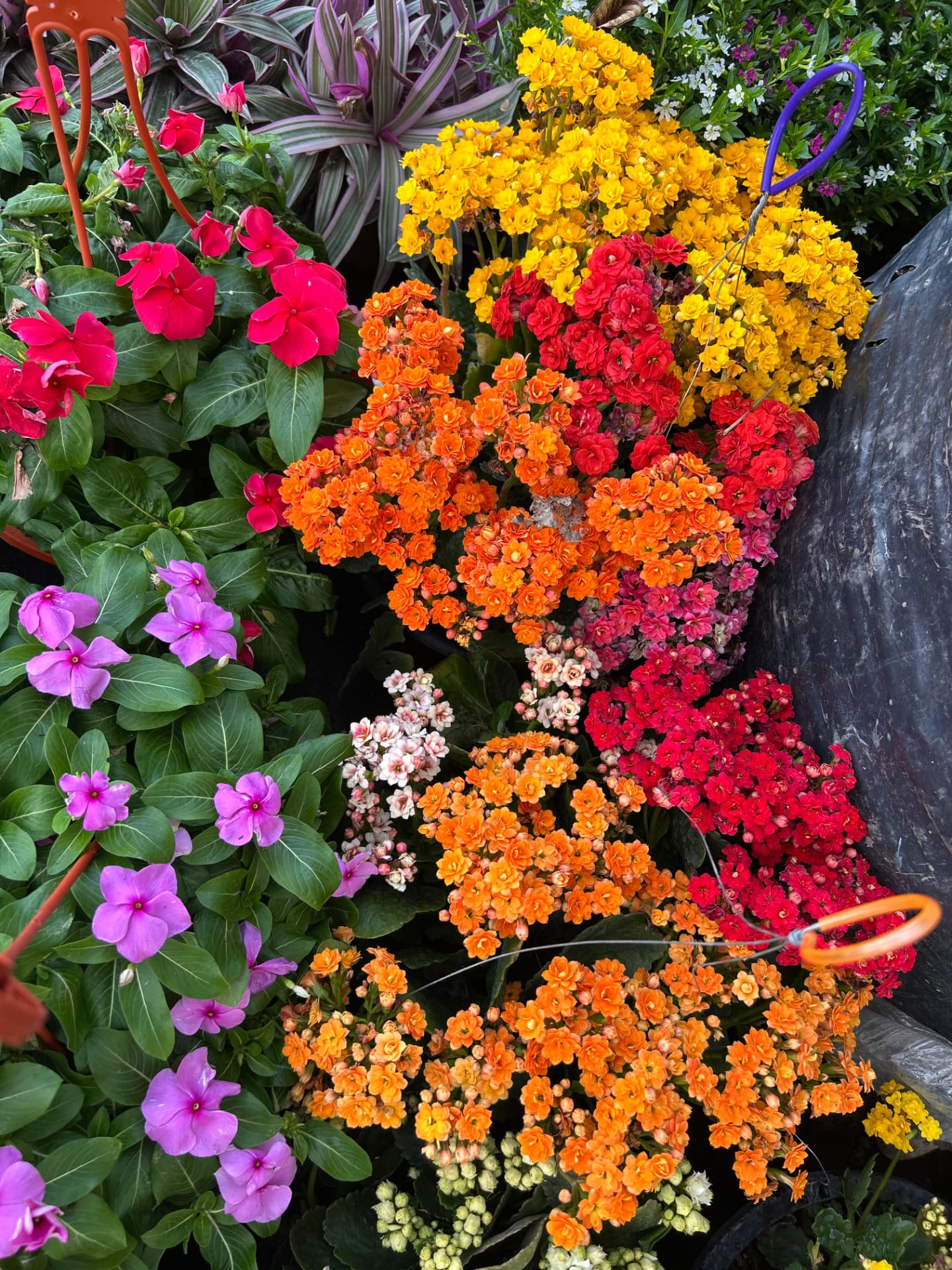Kalanchoe en Vivero Girasoles, foto 2