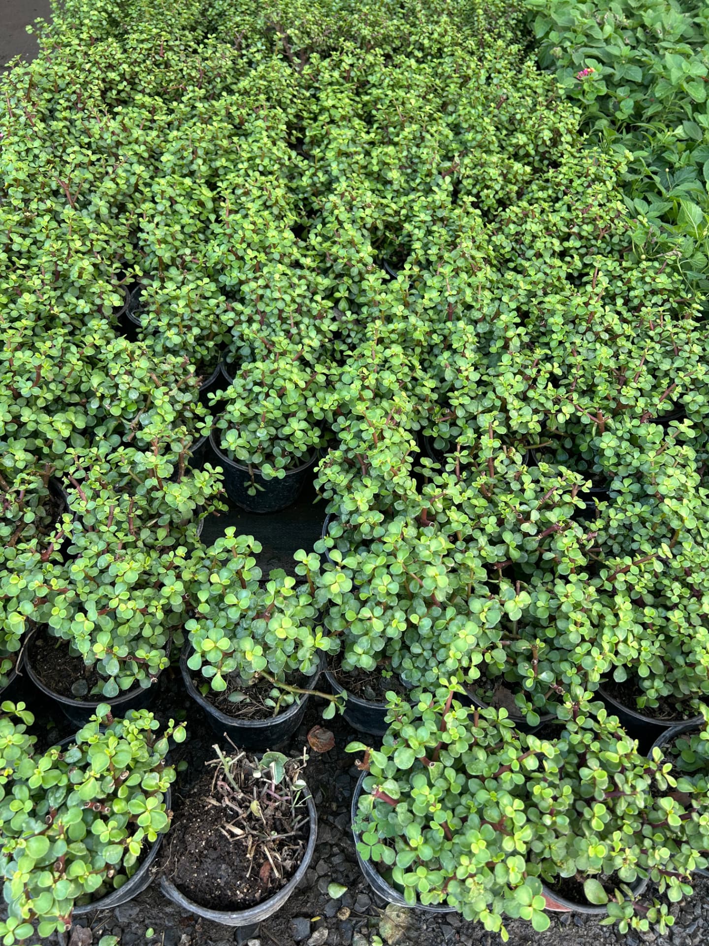 Árbol de la abundancia / jade en Vivero Girasoles, foto 1