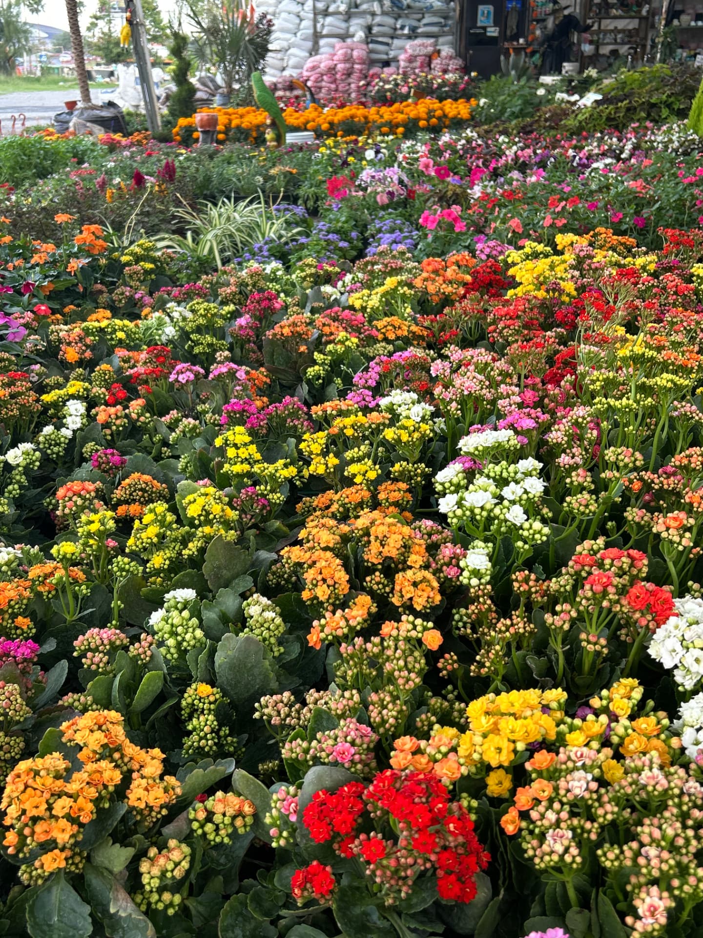 Kalanchoe en Vivero Girasoles, foto 1