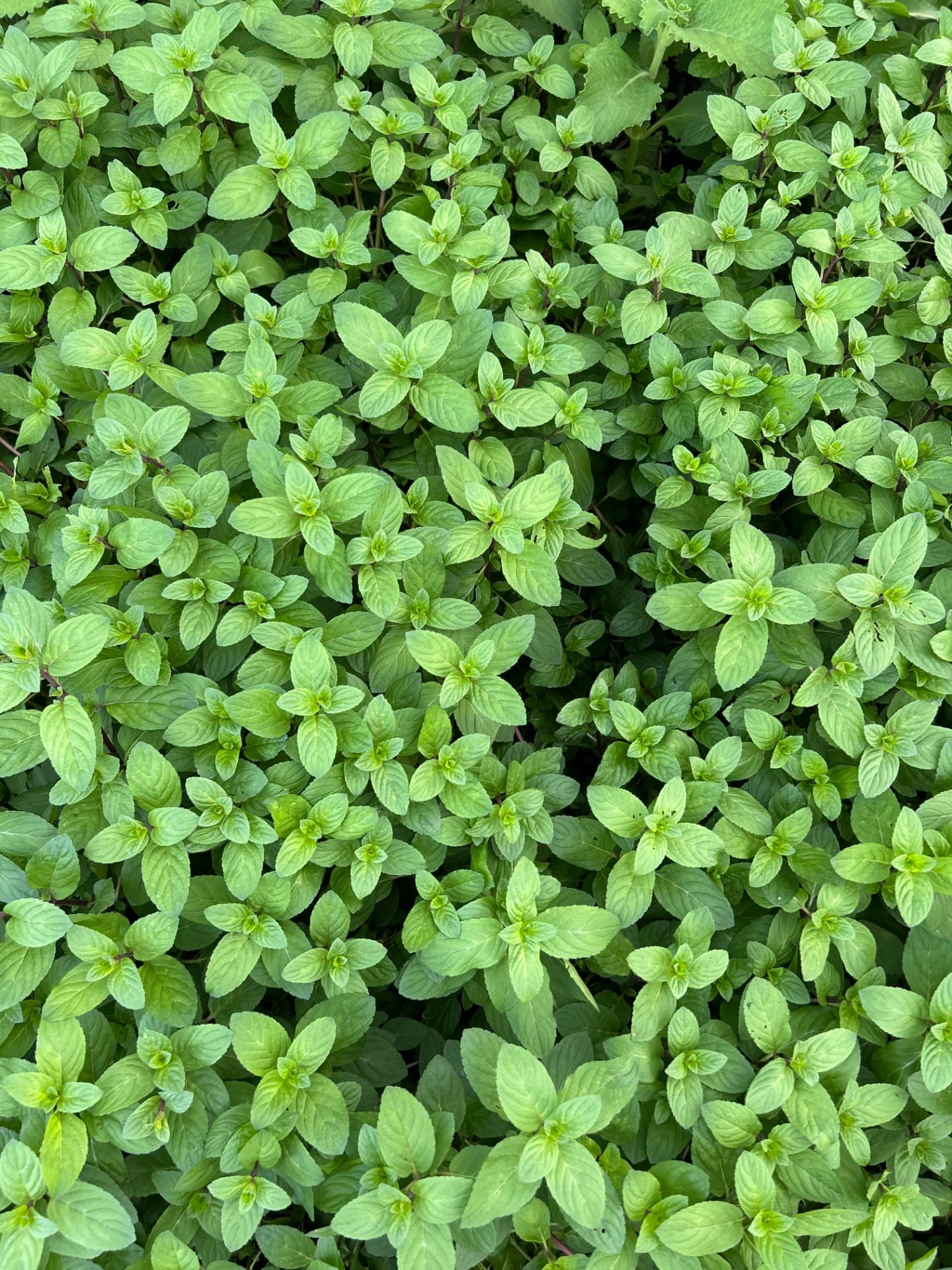 Menta en Vivero Girasoles, foto 1