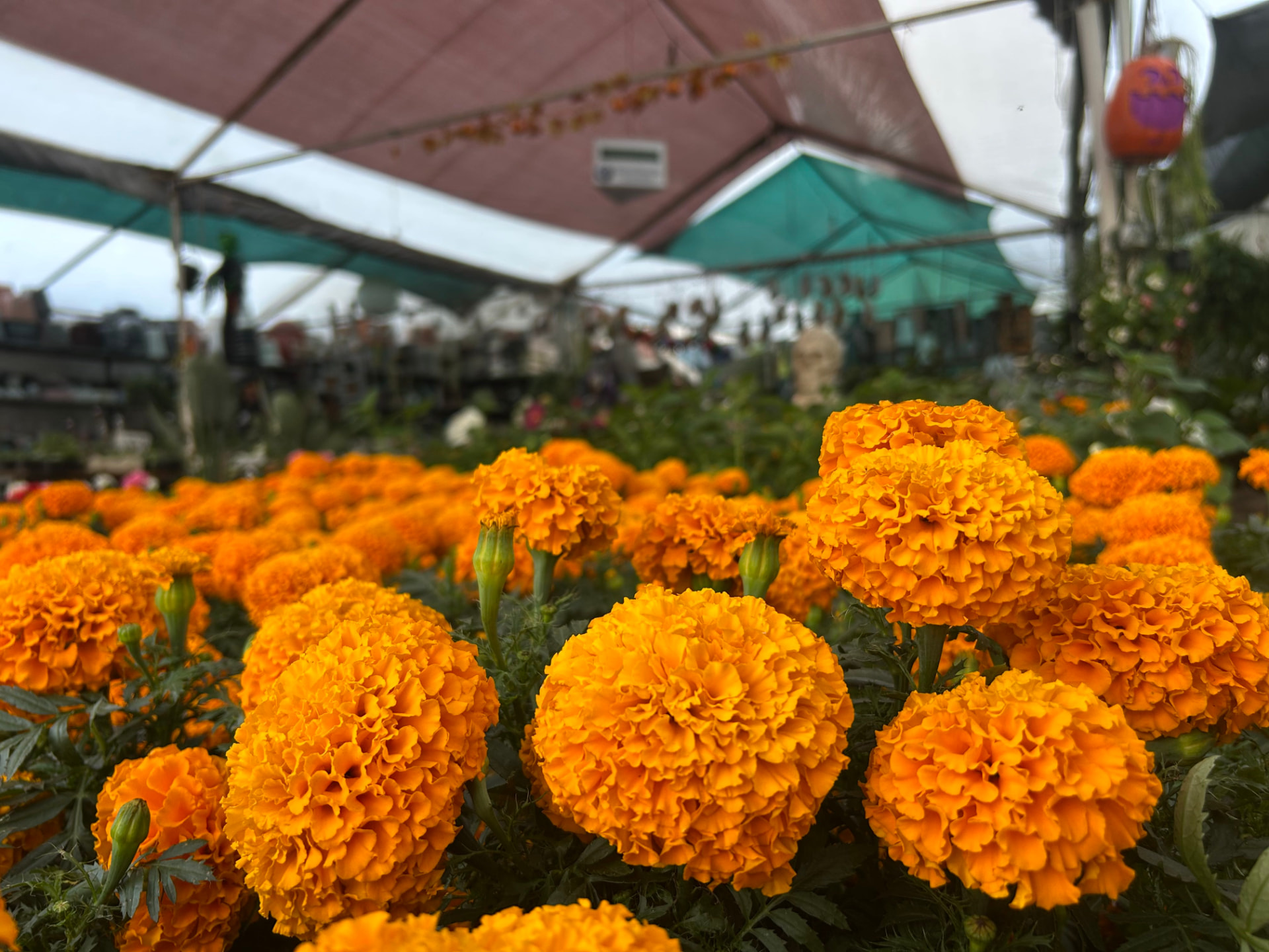 Cempasúchil en Vivero Girasoles, foto 3