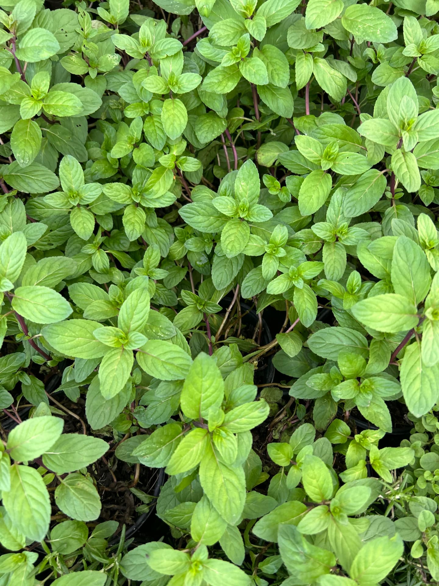 Menta en Vivero Girasoles, foto 3