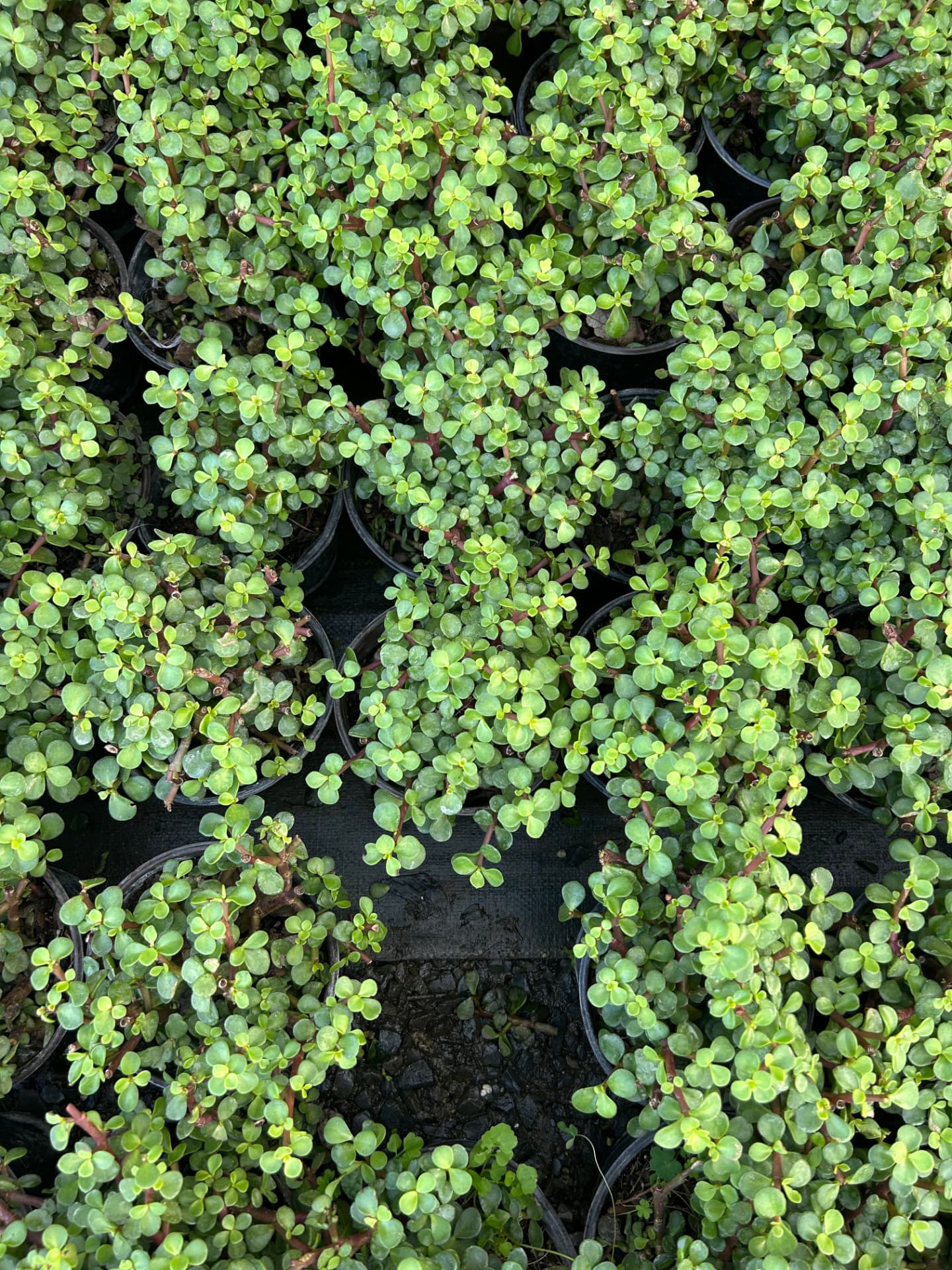 Árbol de la abundancia / jade en Vivero Girasoles, foto 2