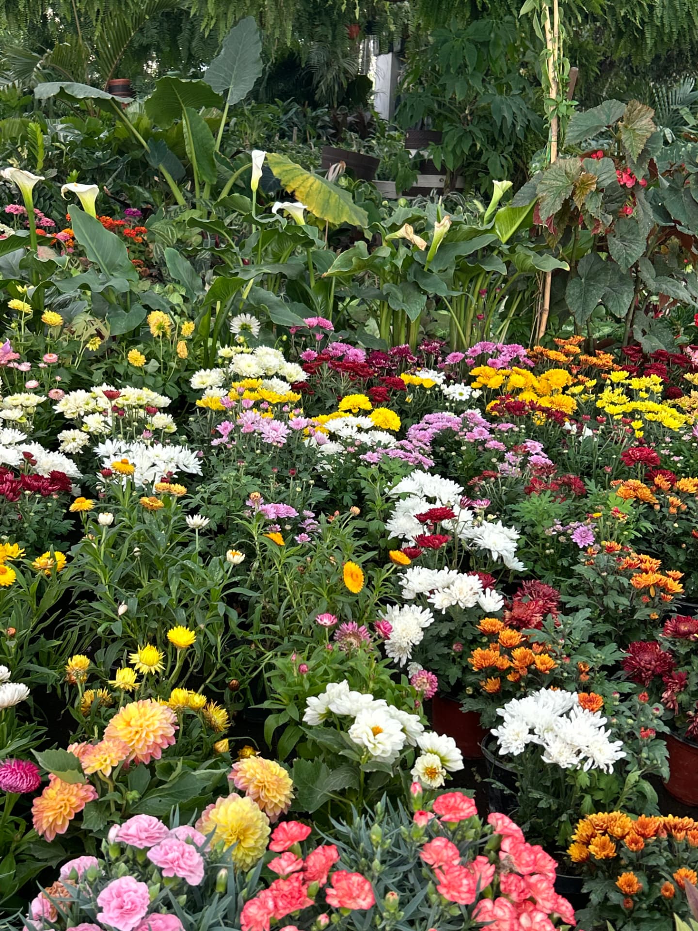 Crisantemos pequeños en Vivero Girasoles, foto 3