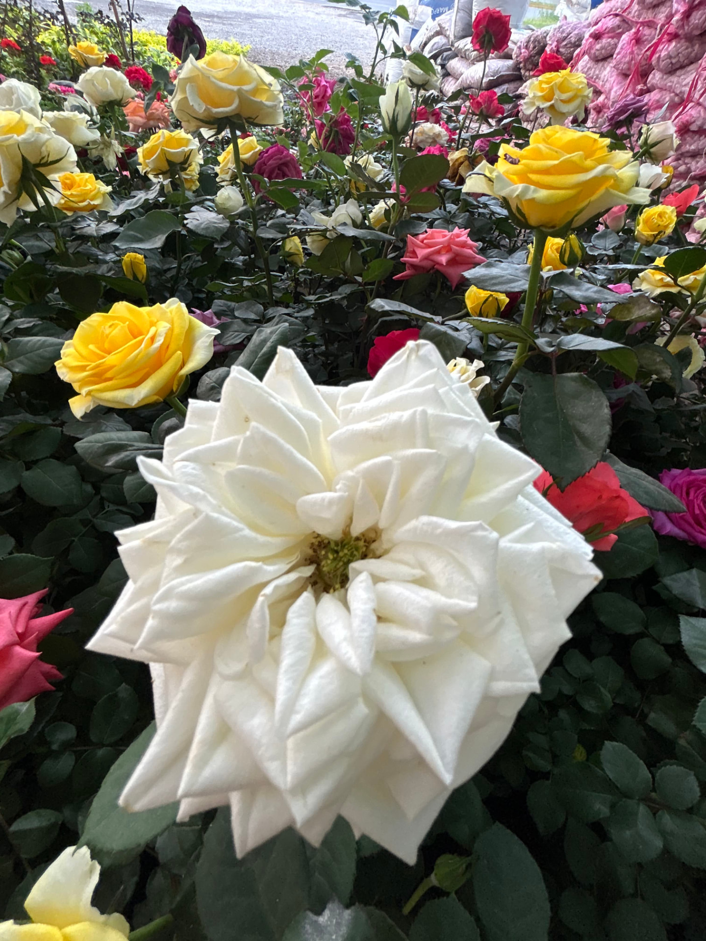 Rosas en Vivero Girasoles, foto 2