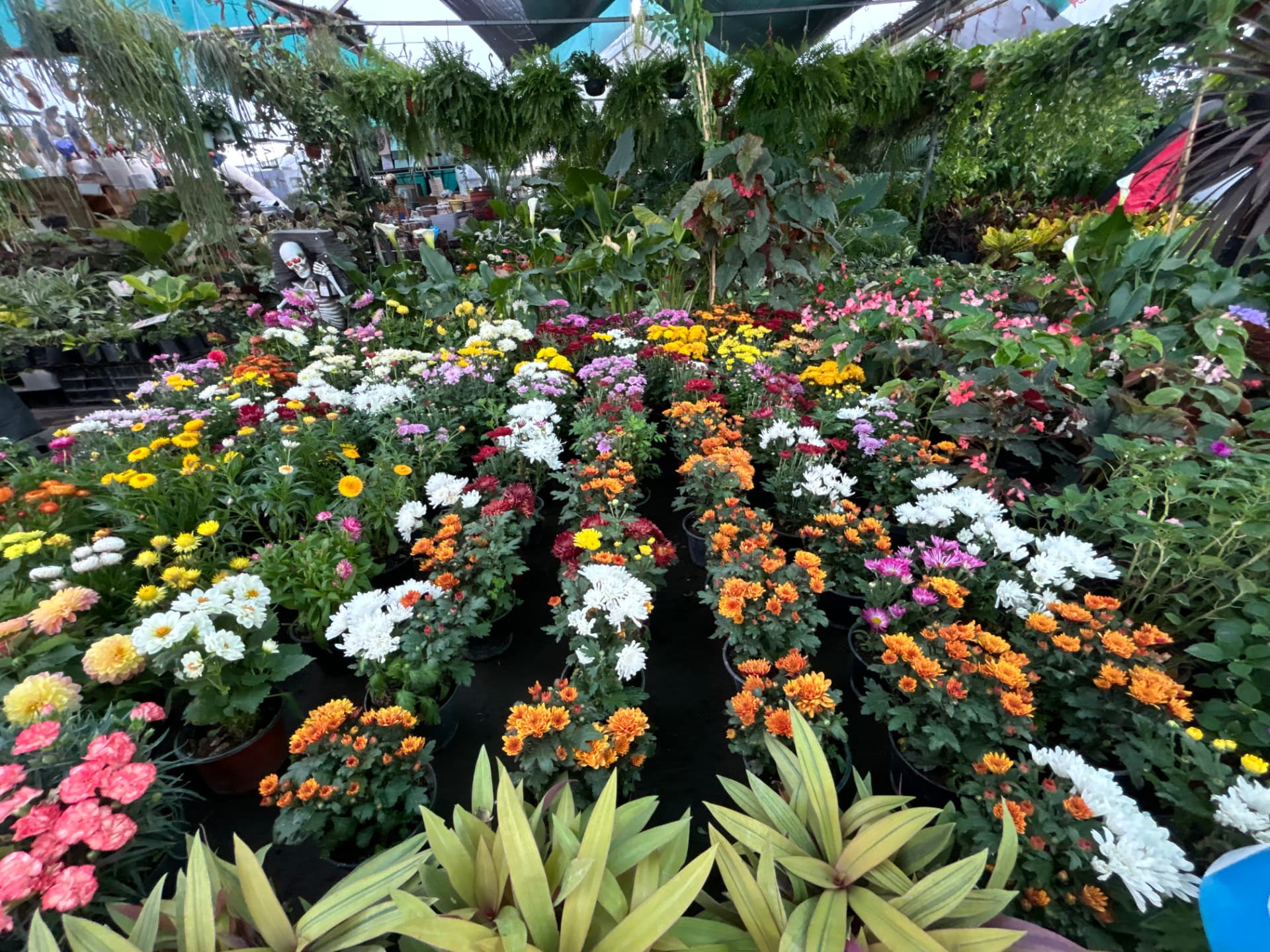 Crisantemos pequeños en Vivero Girasoles, foto 5