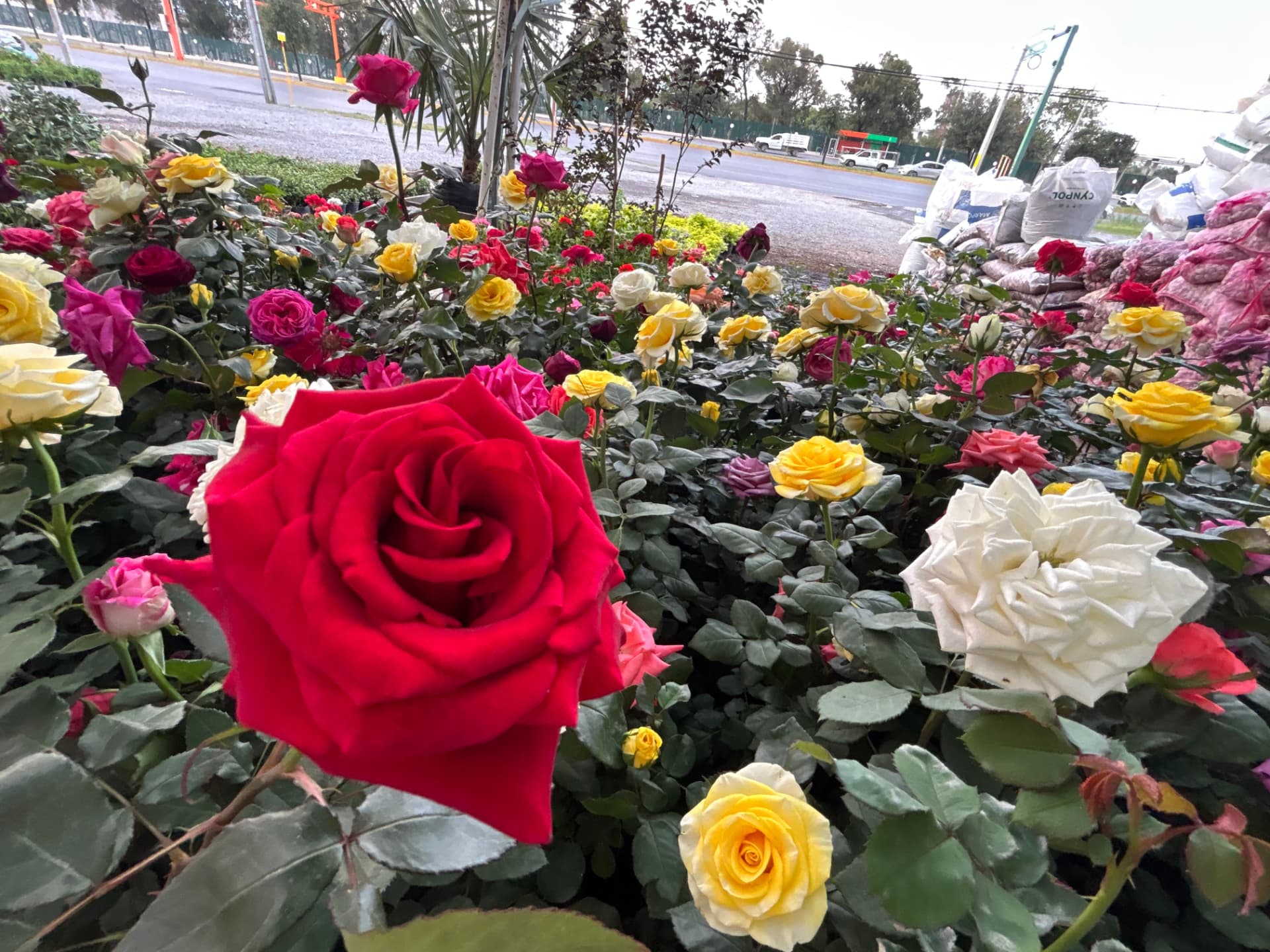 Rosas en Vivero Girasoles, foto 1