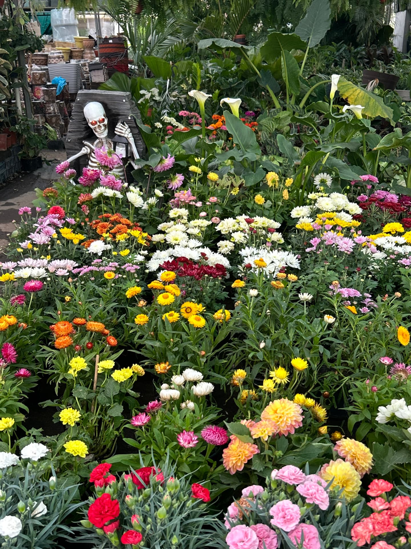 Crisantemos pequeños en Vivero Girasoles, foto 4