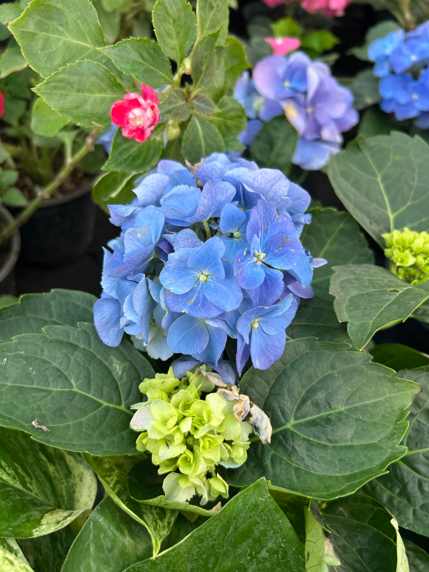 Hortensias en Vivero Girasoles, foto 1