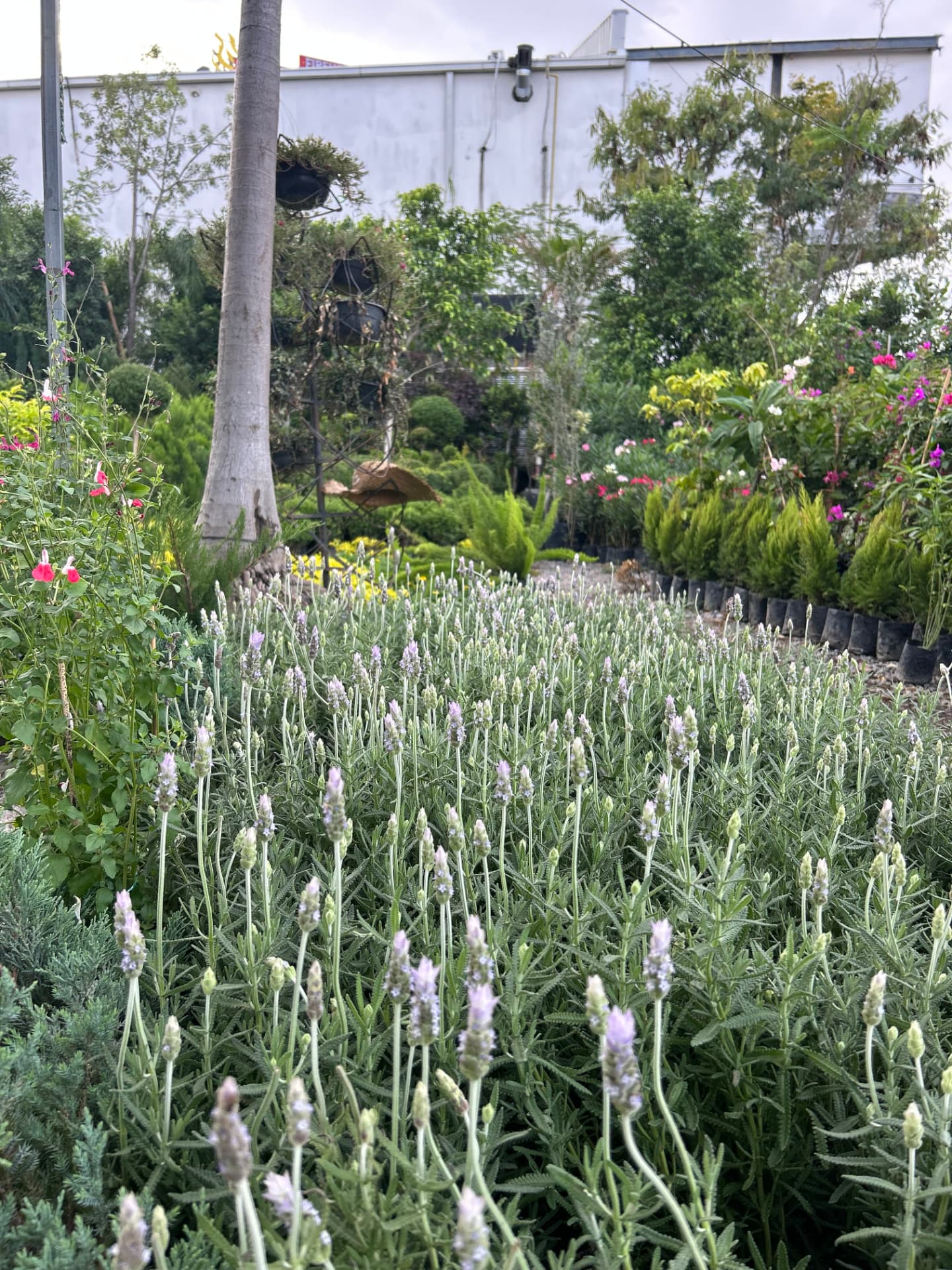 Lavanda en Vivero Girasoles, foto 1