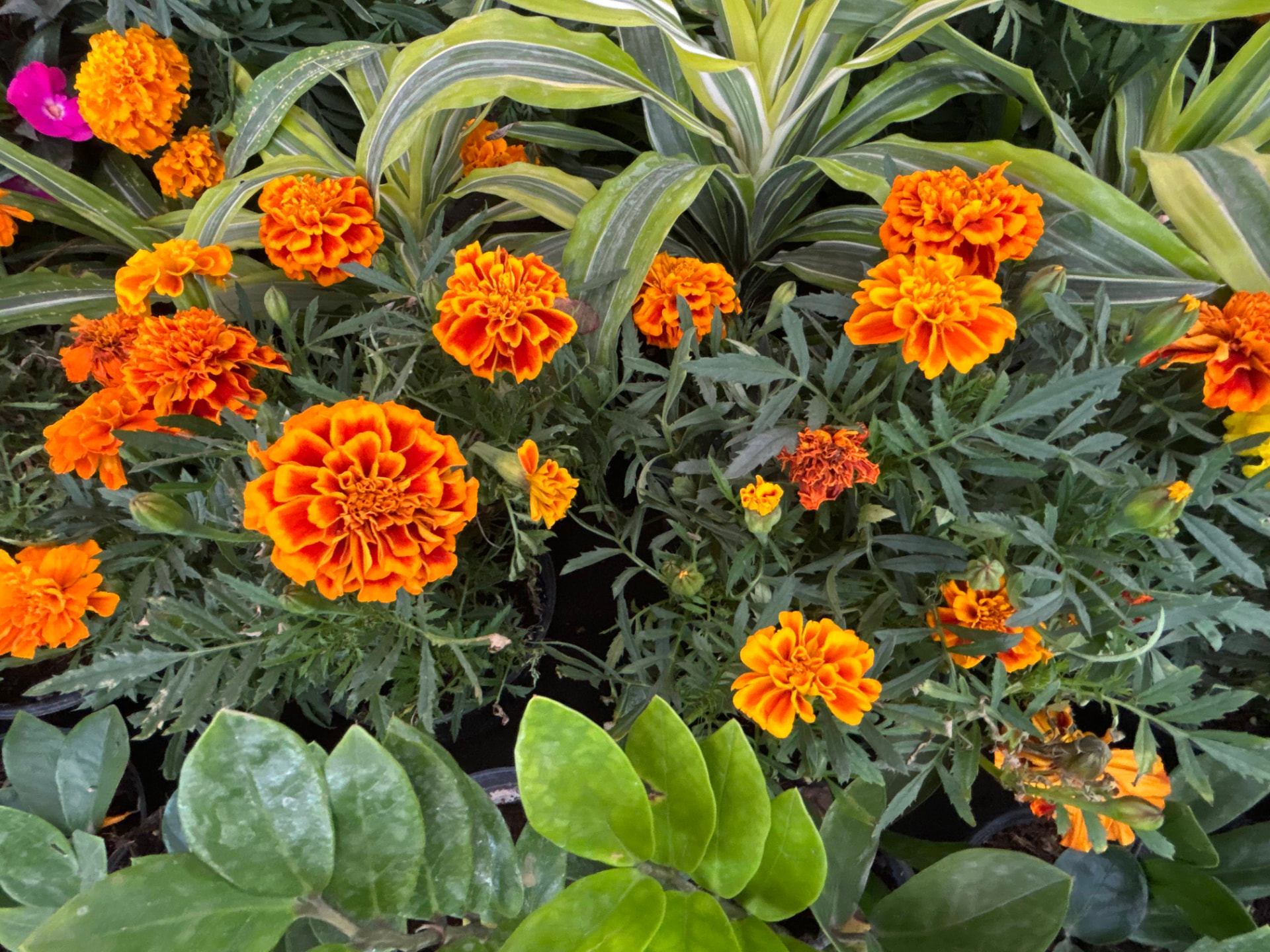 Cempasúchil en Vivero Girasoles, foto 11