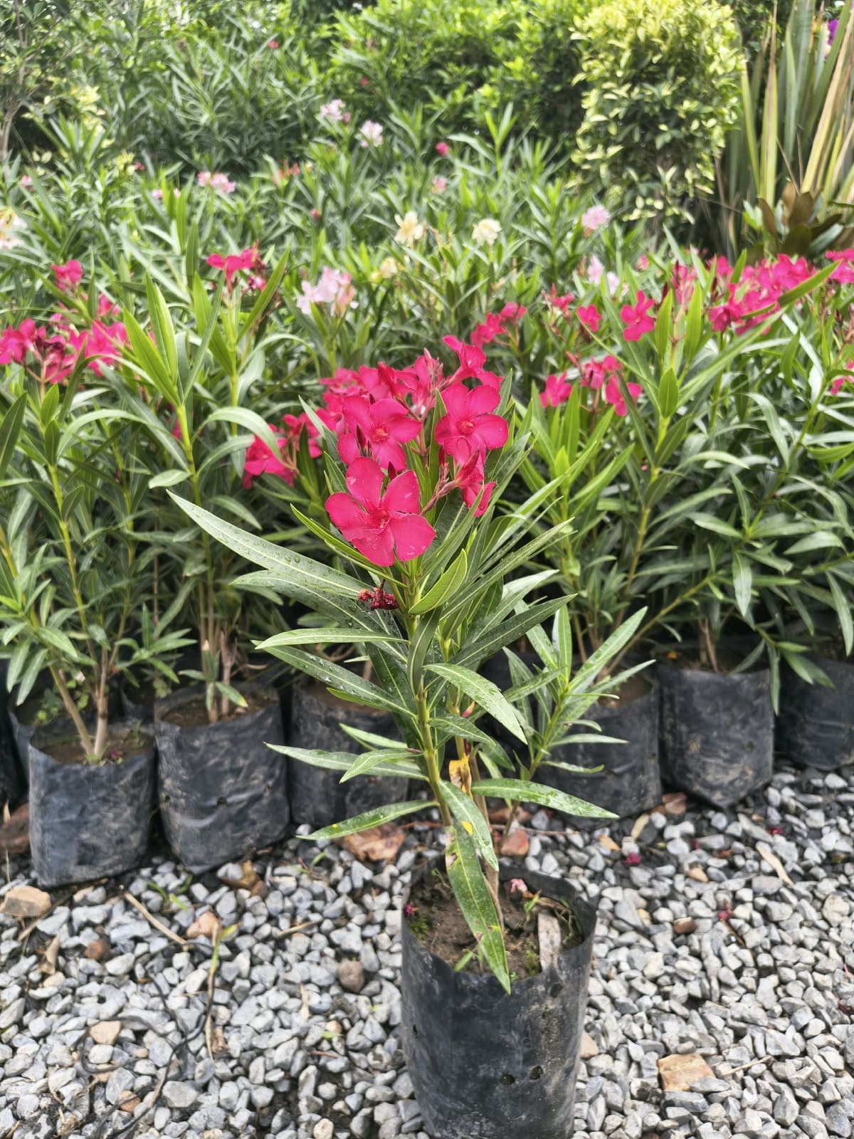 Adelfa rosa / laurel en Vivero Girasoles, foto 1