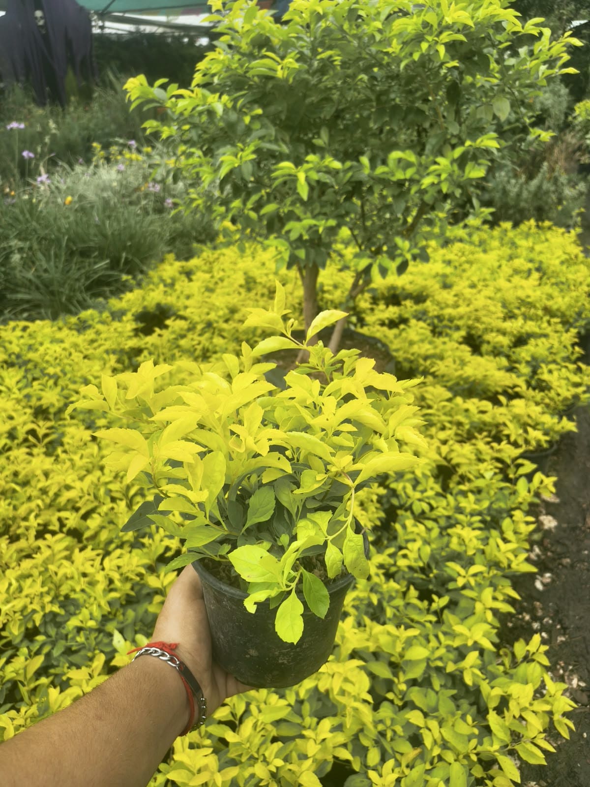 Duranta Cuba en Vivero Girasoles, foto 1