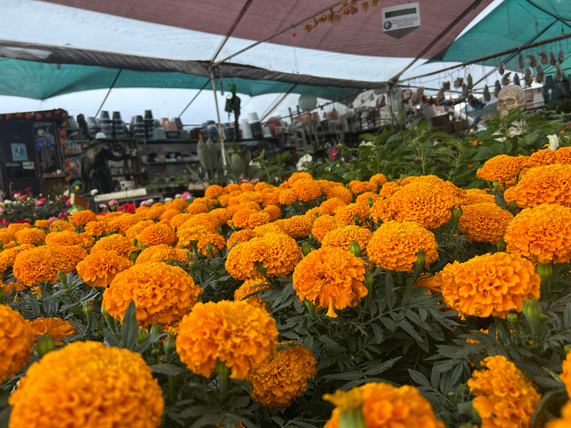 Cempasúchil en Vivero Girasoles, foto 10