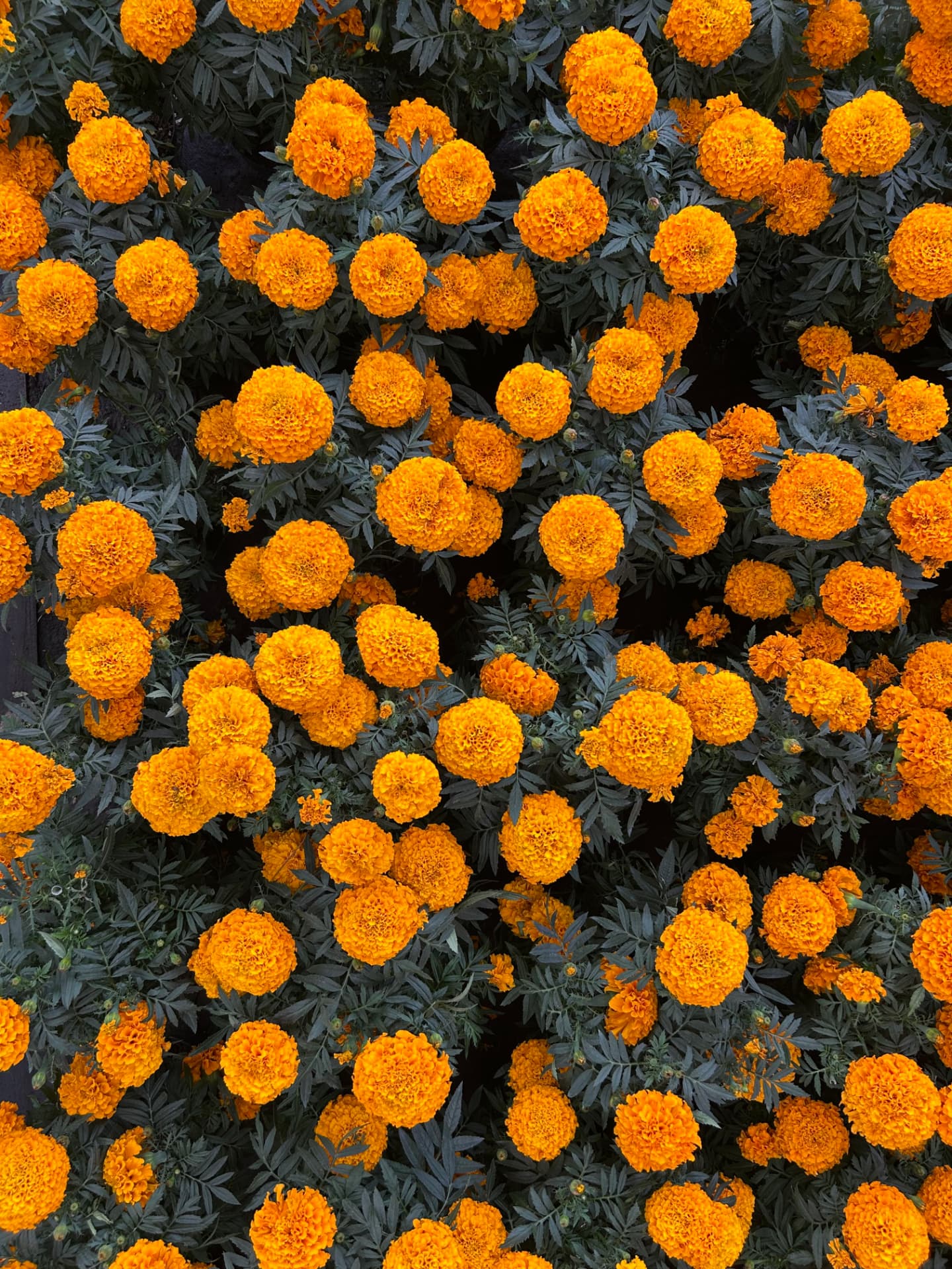Cempasúchil en Vivero Girasoles, foto 6