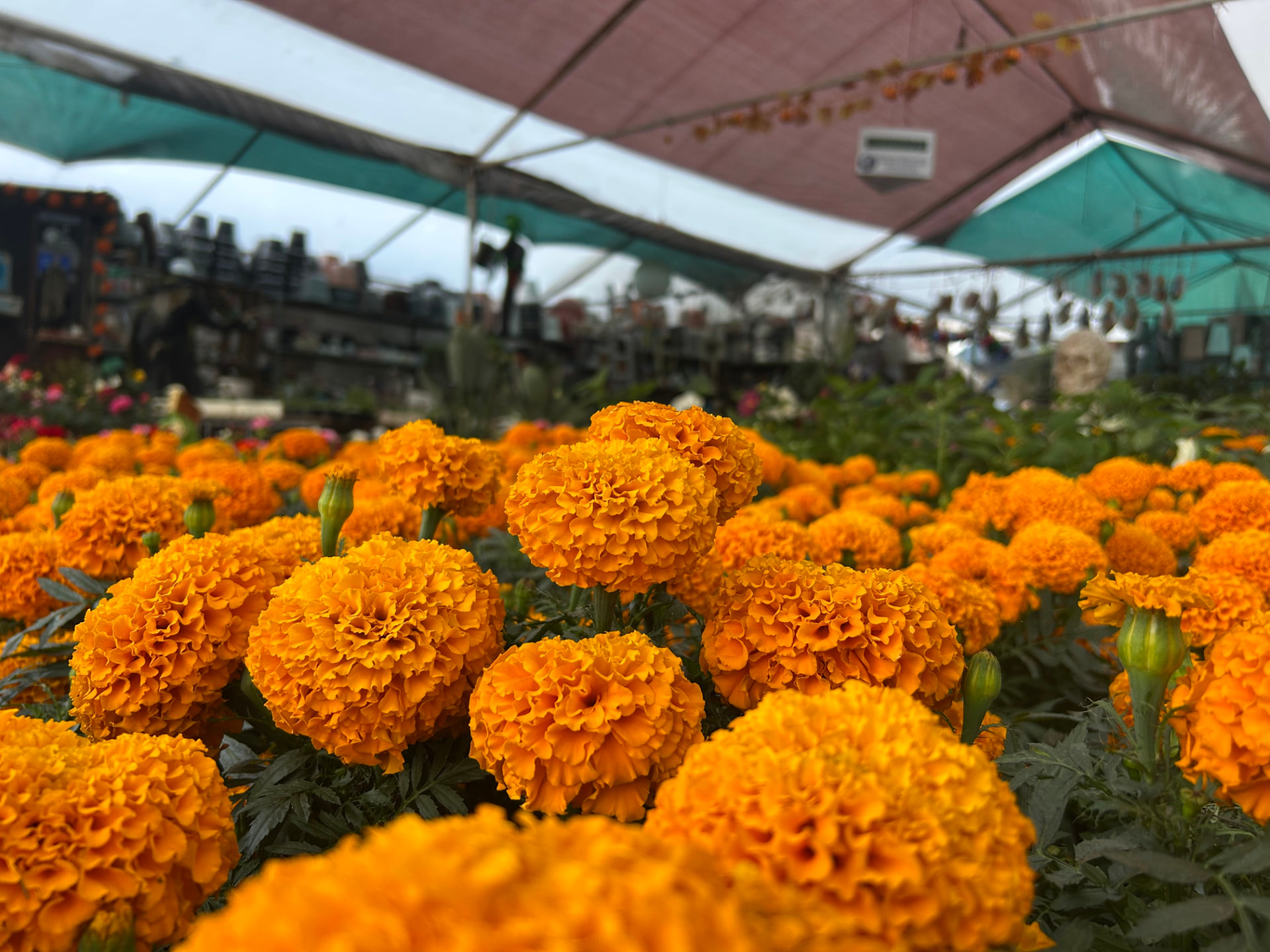 Cempasúchil en Vivero Girasoles, foto 9