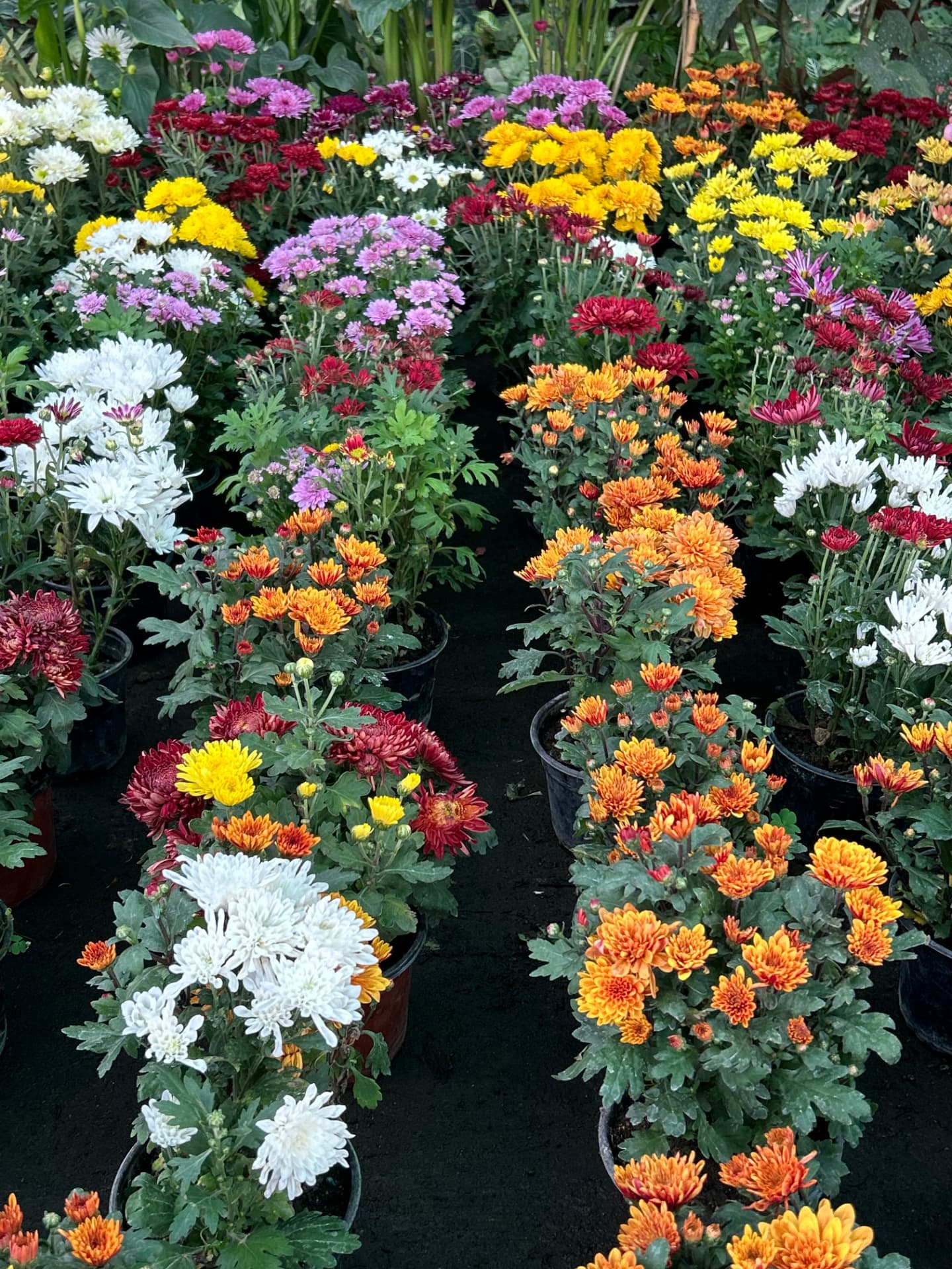 Crisantemos de colores del vivero