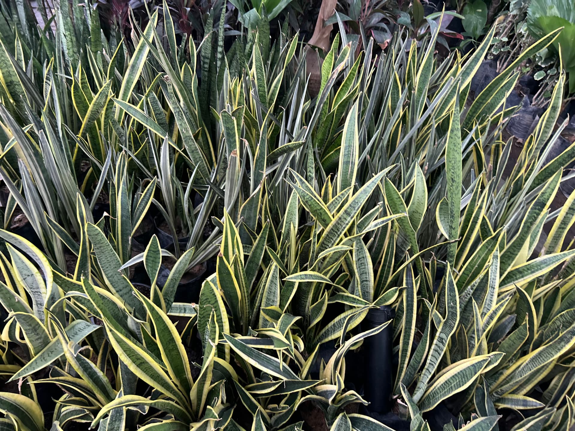 Lengua de suegra / espada en Vivero Girasoles, foto 1