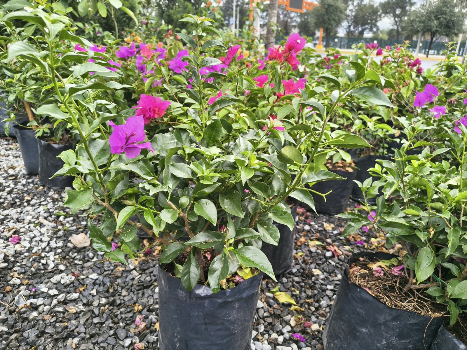 Bugambilla en Vivero Girasoles, foto 1