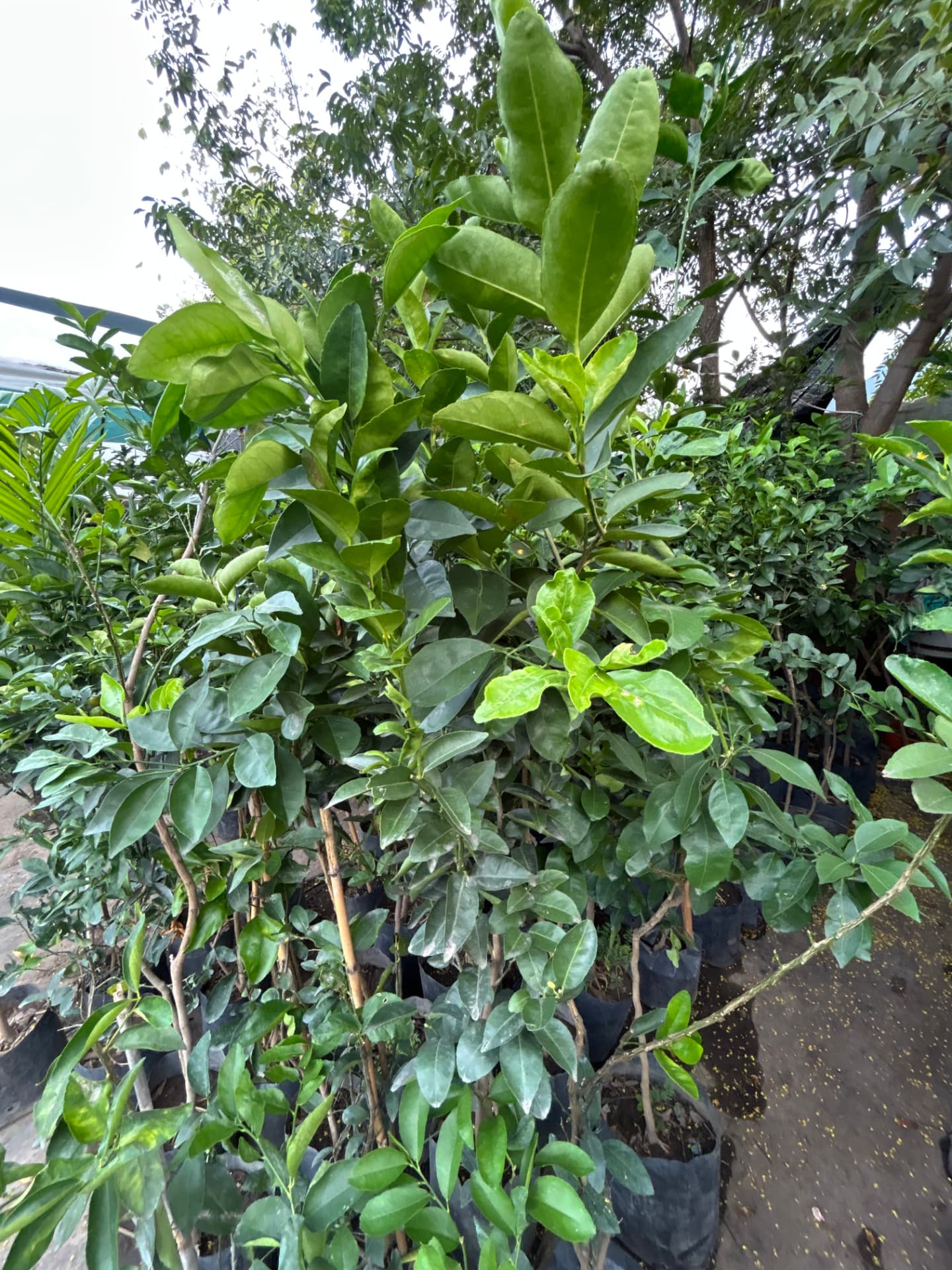 Limón en Vivero Girasoles, foto 1