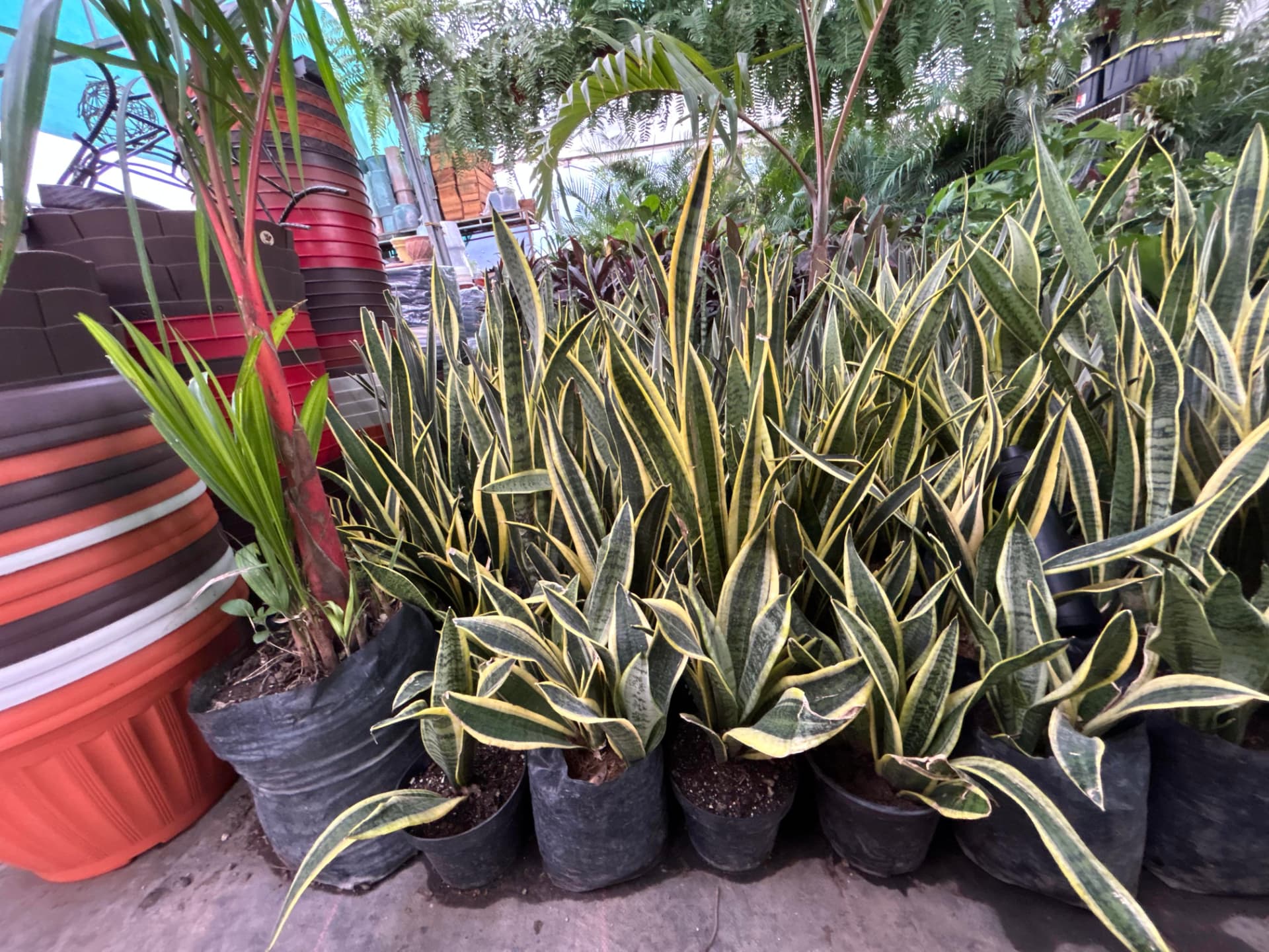 Lengua de suegra / espada en Vivero Girasoles, foto 2