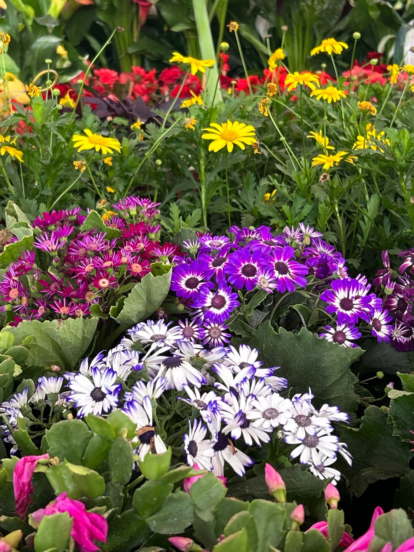 Cineraria de flor en Vivero Girasoles, foto 1